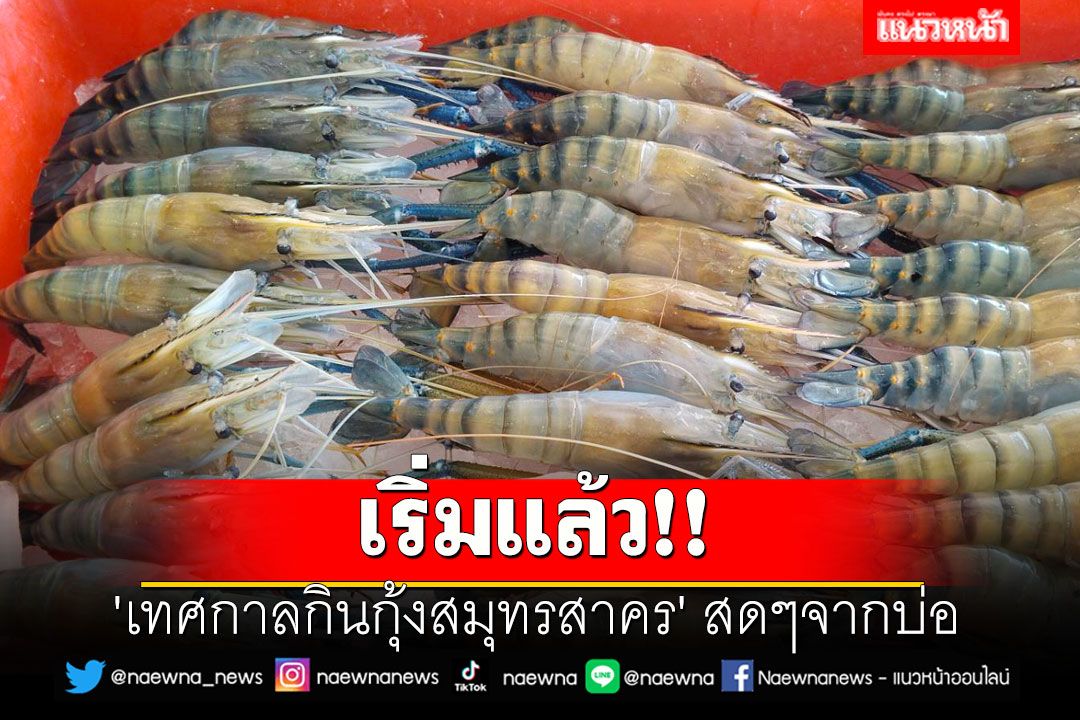 เริ่มแล้ว!! 'เทศกาลกินกุ้งสมุทรสาคร' สดๆจากบ่อส่งตรงถึงมือผู้บริโภค