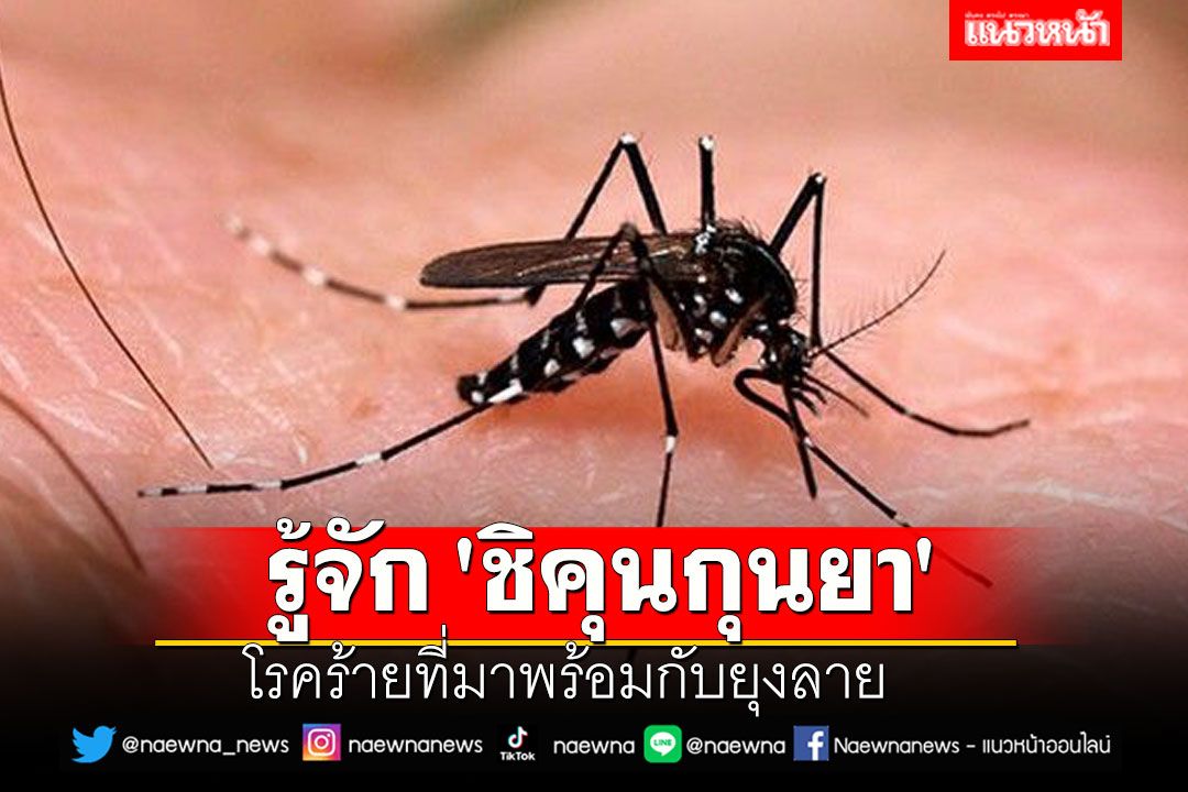รู้จัก 'ชิคุนกุนยา' โรคร้ายที่มาพร้อมกับยุงลาย