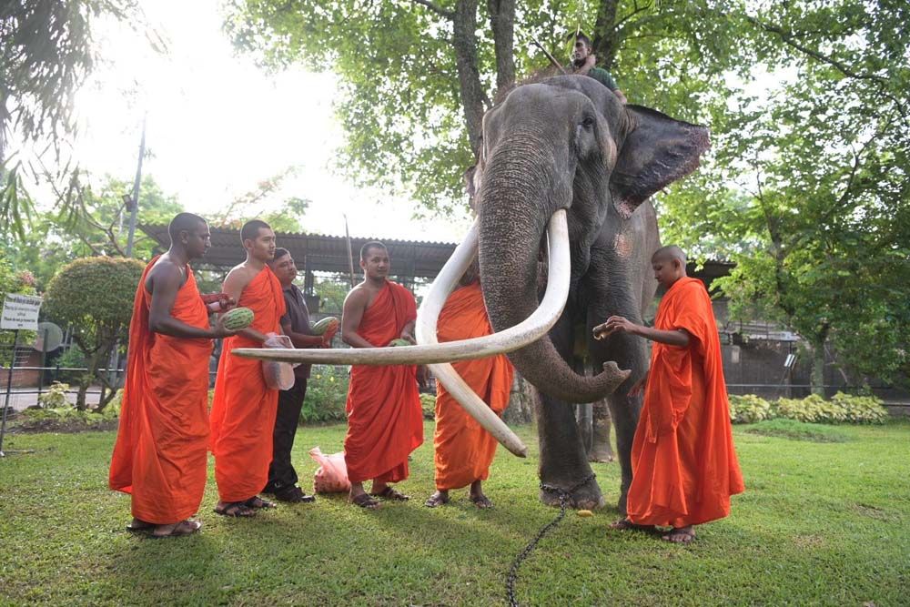 ปางช้างลำปางคึกคัก  รอรับพลายศักดิ์สุรินทร์  เดินทางกลับถึงไทย2ก.ค.