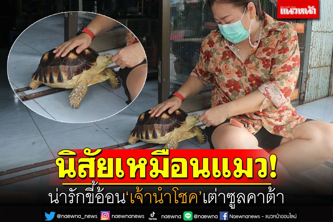 น่ารักขี้อ้อน! 'เจ้านำโชค'เต่าซูลคาต้า เจ้าของบอกนิสัยเหมือนแมว
