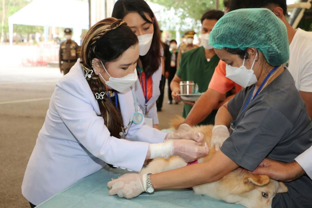 ศาสตราจารย์ ดร.สมเด็จพระเจ้าน้องนางเธอฯ กรมพระศรีสวางควัฒน วรขัตติยราชนารี  น้ำพระทัยแก่เพื่อนมนุษย์…สู่ชีวิตสัตว์ โครงการ ‘สัตว์ปลอดโรค คนปลอดภัย จากโรคพิษสุนัขบ้า’