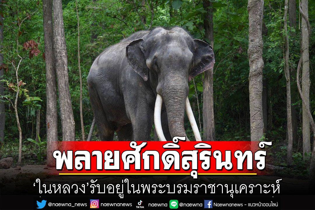 'พลายศักดิ์สุรินทร์' 'ในหลวง'รับอยู่ในพระบรมราชานุเคราะห์ ไม่ต้องกลับศรีลังกาแล้ว