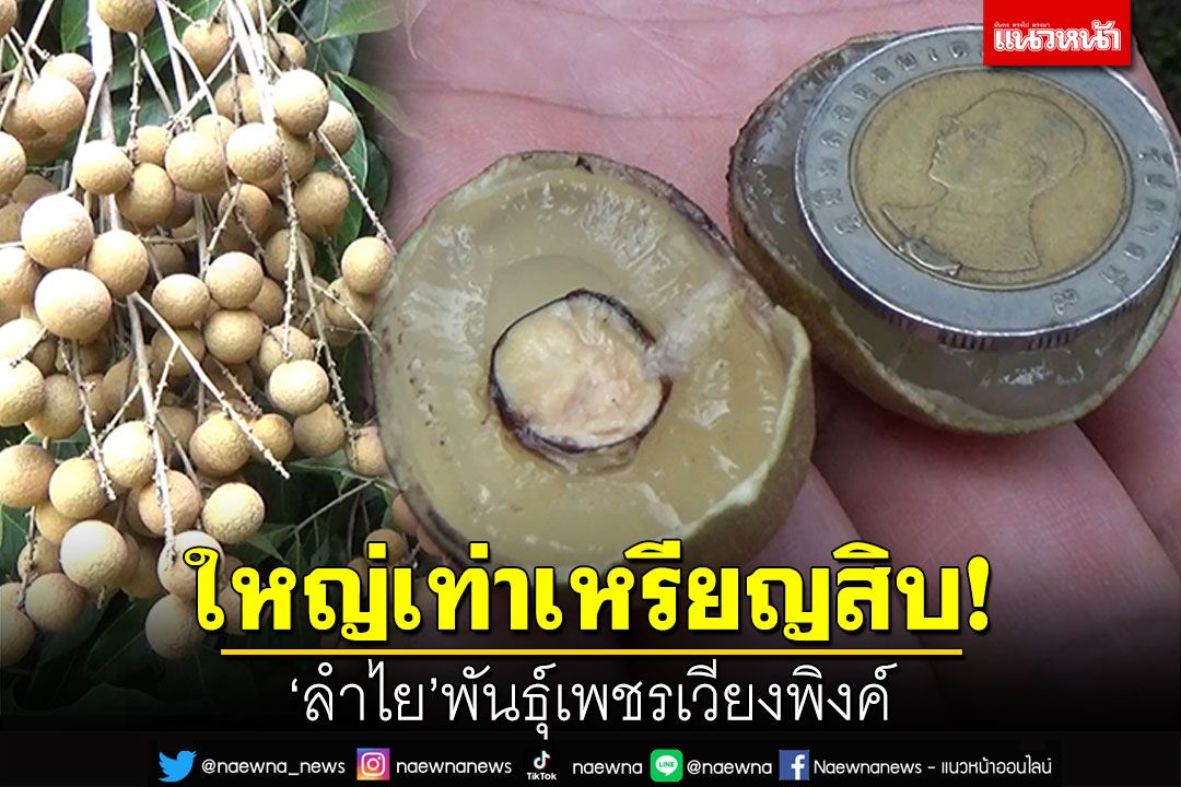 หวาน กรอบ เม็ดเล็ก! ลำไยพันธุ์เพชรเวียงพิงค์ ใหญ่เท่าเหรียญ10บาท