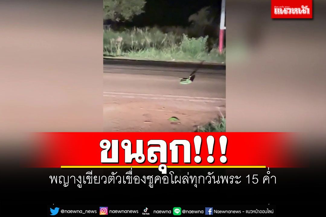 ขนลุก!!! พญางูเขียวตัวเขื่องชูคอโผล่ทุกวันพระ 15 ค่ำ ขดตัวขวางถนน
