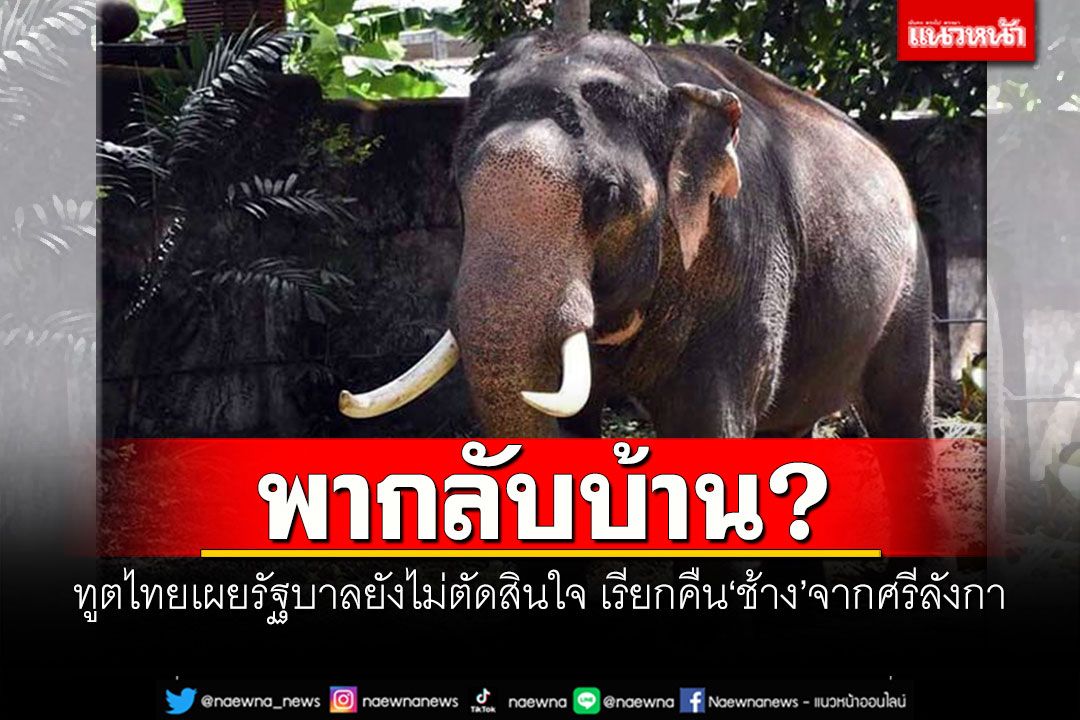 พากลับบ้าน? ทูตไทยเผยรัฐบาลยังไม่ตัดสินใจ เรียกคืน'ช้าง'จากศรีลังกา