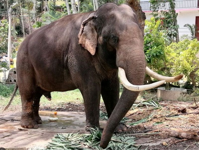 เร่งดูแล‘ช้างไทย’  ตรวจสอบความเป็นอยู่ต่างแดน