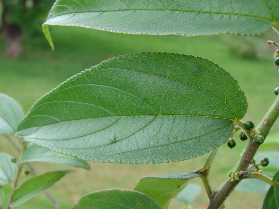 Health News : พบพืชมีสาร CBD แต่ไม่มี THC ที่ทำให้เสพติด