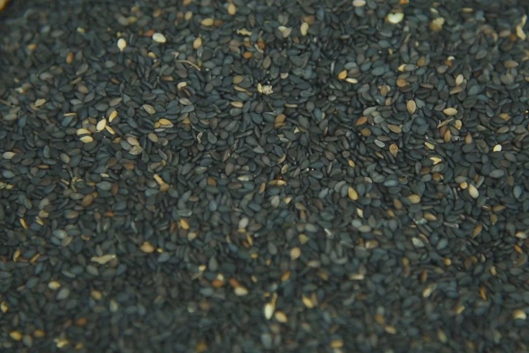 เกษตรดันปลูก‘งาดำ’เสริมหลังนา สร้างรายได้กว่า 10,600 บาทต่อไร่