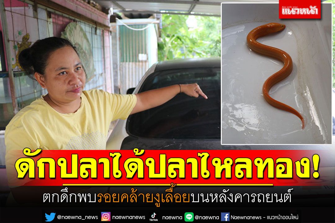 ดักปลาได้ปลาไหลทอง! ตกดึกพบรอยคล้ายงูเลื้อย บนหลังคารถยนต์