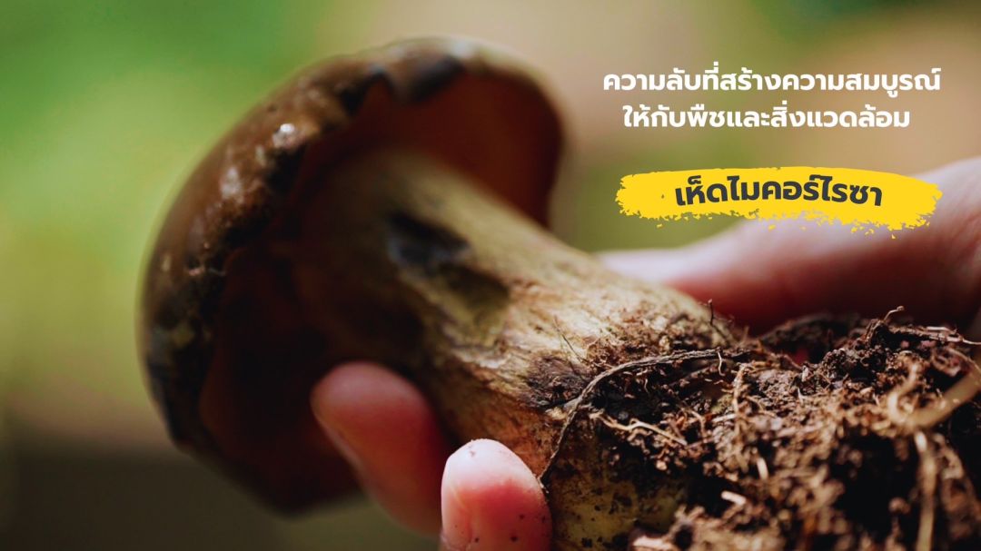 ความลับที่สร้างความสมบูรณ์ให้กับพืชและสิ่งแวดล้อม  ด้วยเทคโนโลยีการเพาะเห็ดป่าไมคอร์ไรซา