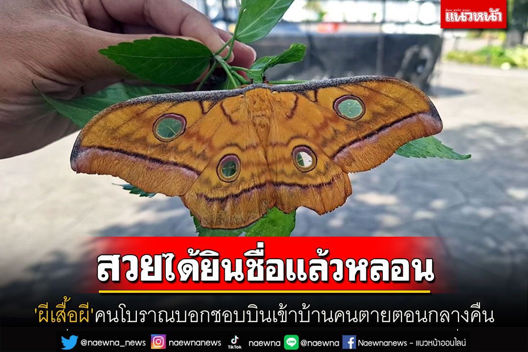 สวยแต่ฟังชื่อแล้วหลอน! 'ผีเสื้อผี'พ่อเฒ่าพ่อแก่บอกชอบบินเข้าบ้านคนตายตอนกลางคืน