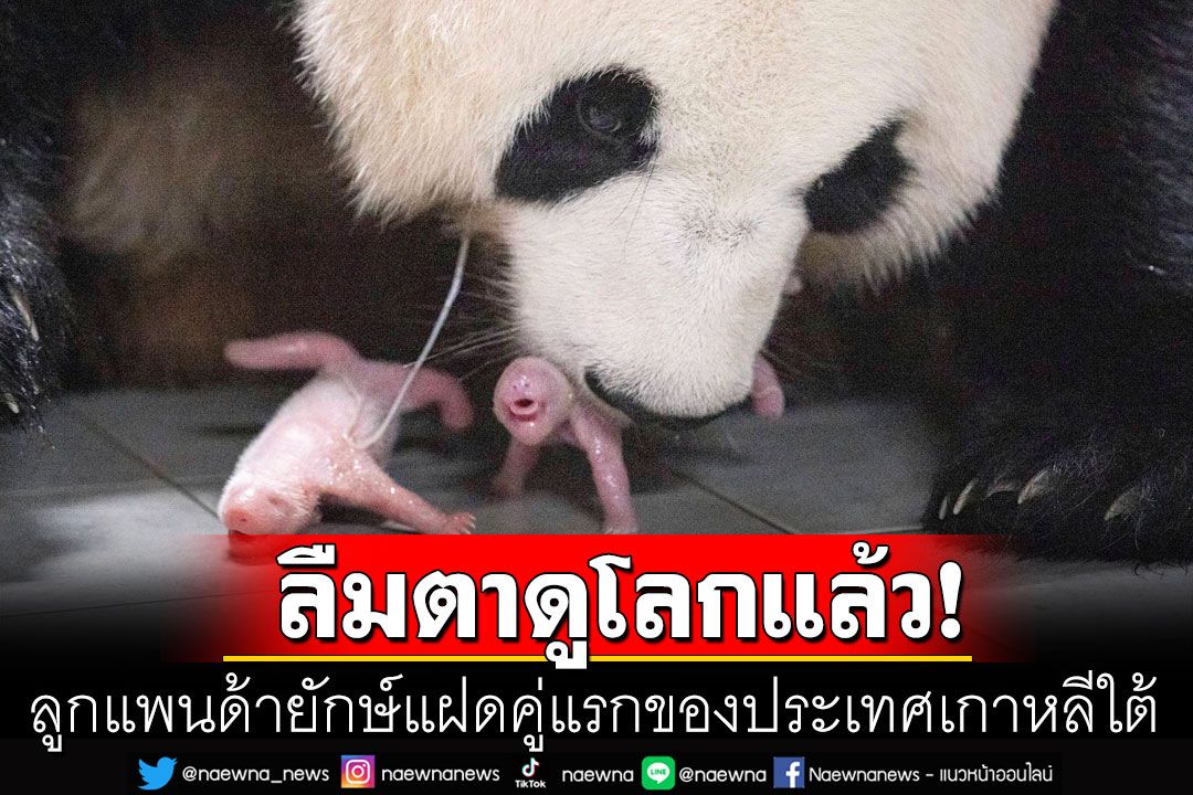 สวนสัตว์เกาหลีใต้เฮ! 'อ้ายเป่า'แพนด้ายักษ์ให้กำเนิด'ลูกแฝด'คู่แรกของประเทศ