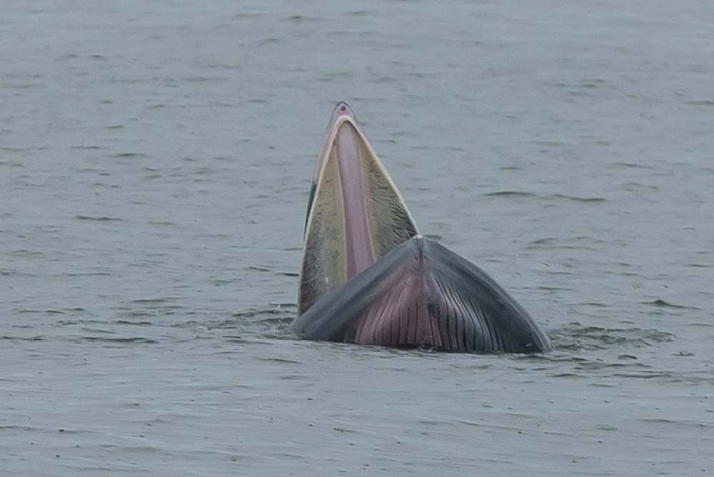 ตะลอนเที่ยว : หลงเสน่ห์วาฬบรูด้า แห่งอ่าวไทย
