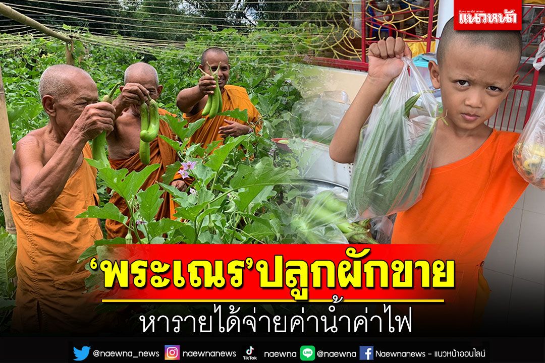 'พระเณร'ปลูกผักขาย หารายได้จ่ายค่าน้ำค่าไฟ หลังชาวบ้านทำบุญน้อยลง