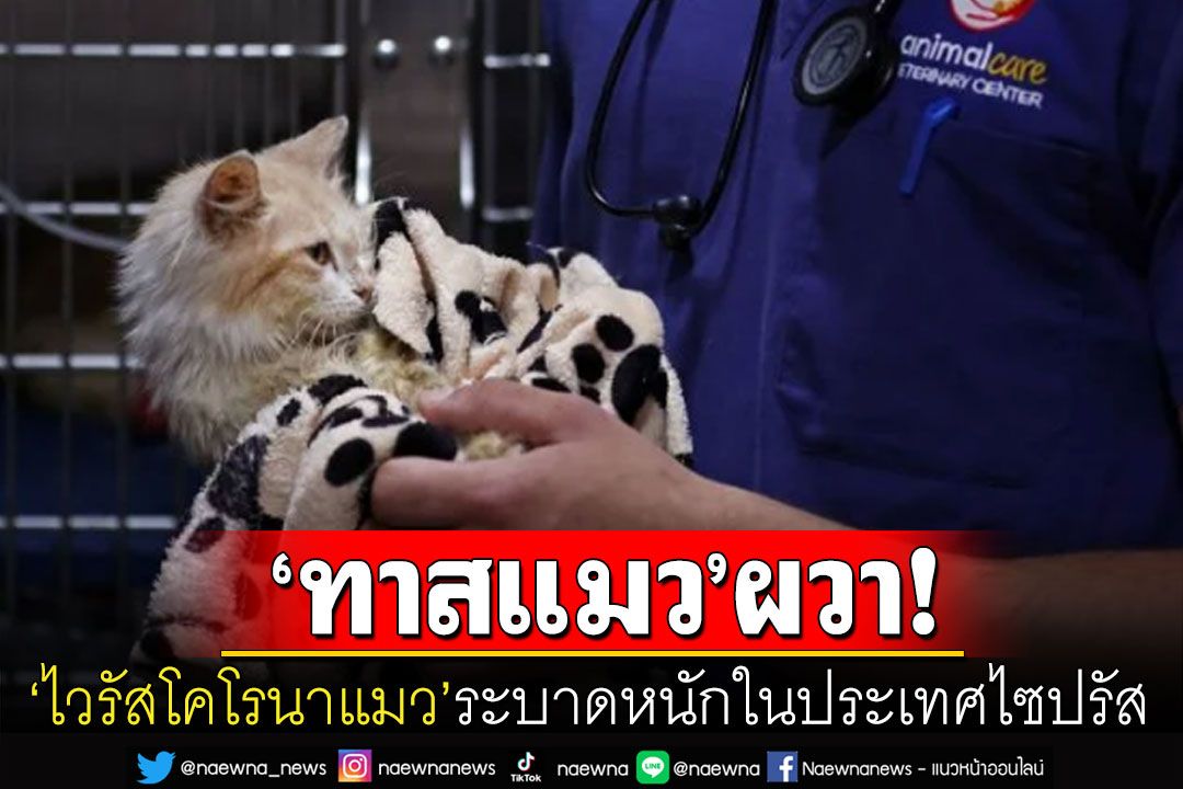 ผวา! 'ไวรัสโคโรนาแมว'ระบาดหนัก 'ไซปรัส'แมวตายแล้วหลายพันตัว