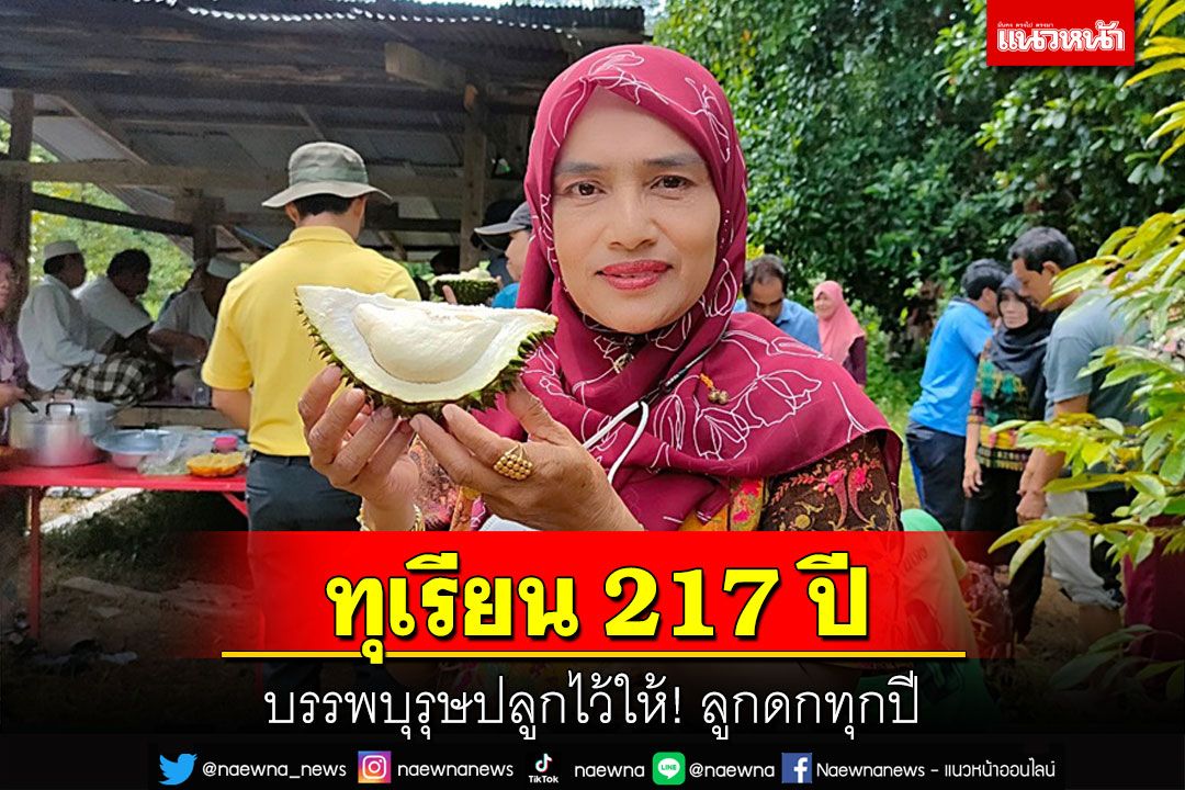บรรพบุรุษปลูกไว้ให้! ทุเรียนพันธุ์พื้นเมือง'ซุ้มหมู'อายุ 217 ปีสีขาวนวลเนื้อแน่นหนา