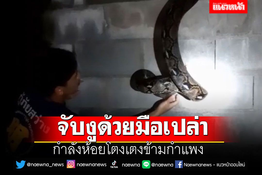 กู้ภัยจับ 'งูเหลือม' ด้วยมือเปล่า กำลังห้อยโตงเตงข้ามกำแพง