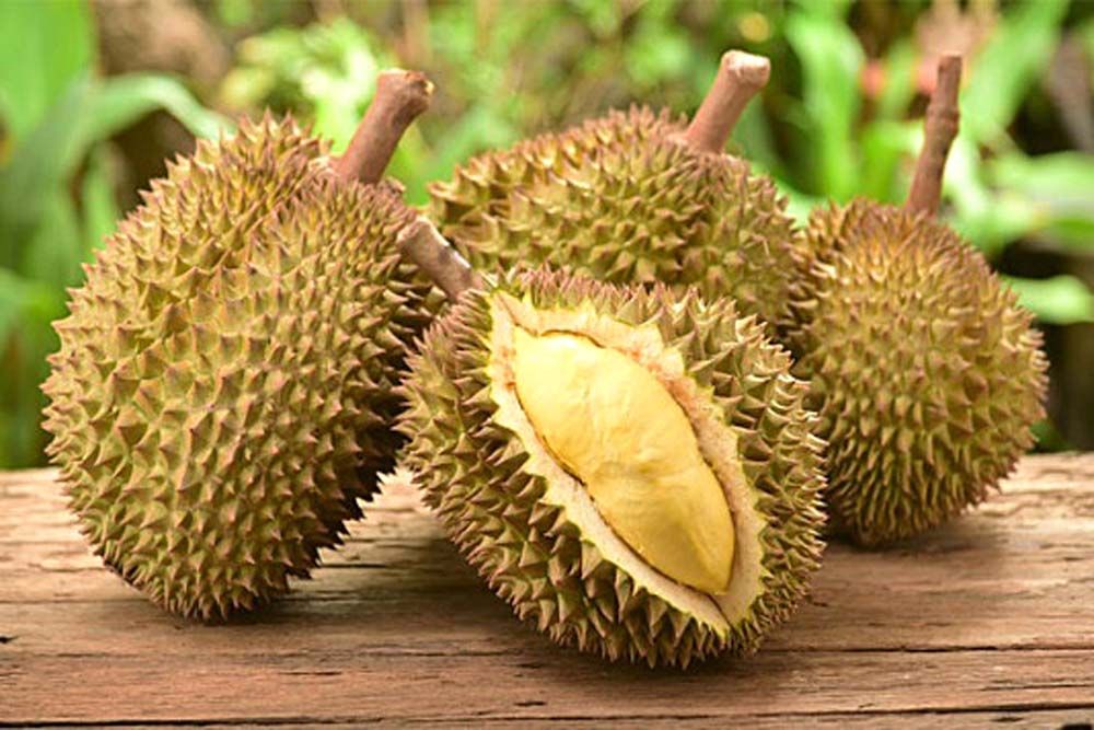 วิทยาศาสตร์ สำหรับเยาวชน : ทุเรียน..ราชาแห่งผลไม้ รับประทานให้พอดี อย่างถูกวิธี มีประโยชน์ต่อร่างกาย