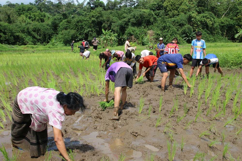 รายงานพิเศษ : ศูนย์การเรียนชุมชนศรีสุวรรณสะเนพ่อง วิถีกะเหรี่ยงทุ่งใหญ่นเรศวร  นำนักเรียนร่วมกิจกรรม ดำนา ต่อยอดความรู้ที่ได้นำไปปรับใช้จริง