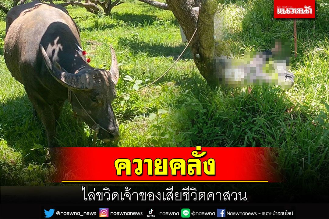 ควายคลั่งไล่ขวิดเจ้าของดับคาสวน คาดอากาศร้อนอบอ้าวทำให้ควายหงุดหงิดหิวน้ำ
