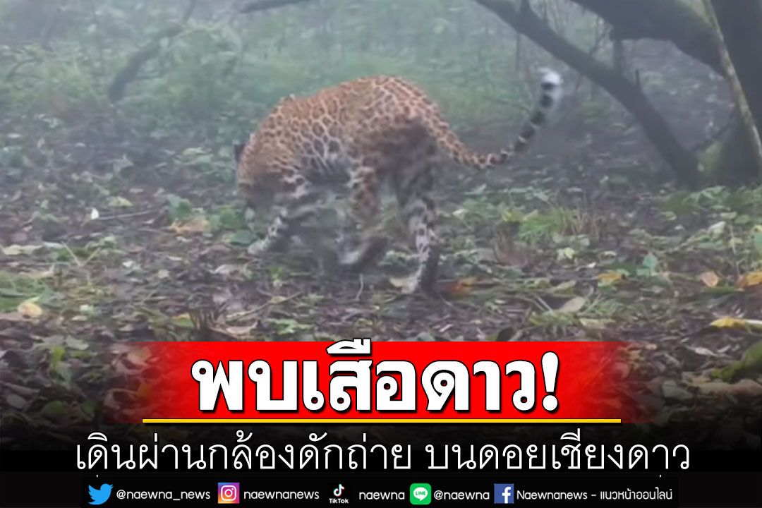 พบเสือดาว นักล่าชั้นสูง เดินผ่านกล้องดักถ่าย บนดอยเชียงดาว(คลิป)