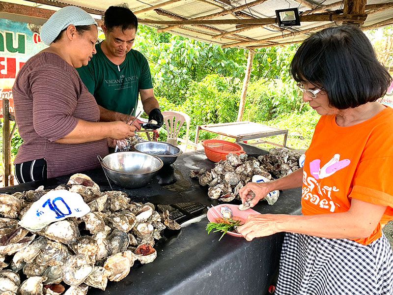 รายงานพิเศษ : หอยนางรมยืนกิน สดจากกระชัง ที่ จ.ตรัง เริ่มต้น 5 บาท