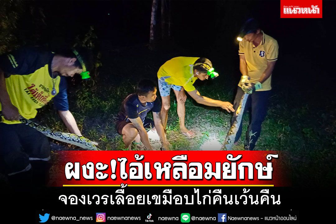 ผงะ!! 'งูเหลือมยักษ์'จองเวร บุกเขมือบไก่คืนเว้นคืน ทั้งเล้าเหลือแค่ 2 ตัว