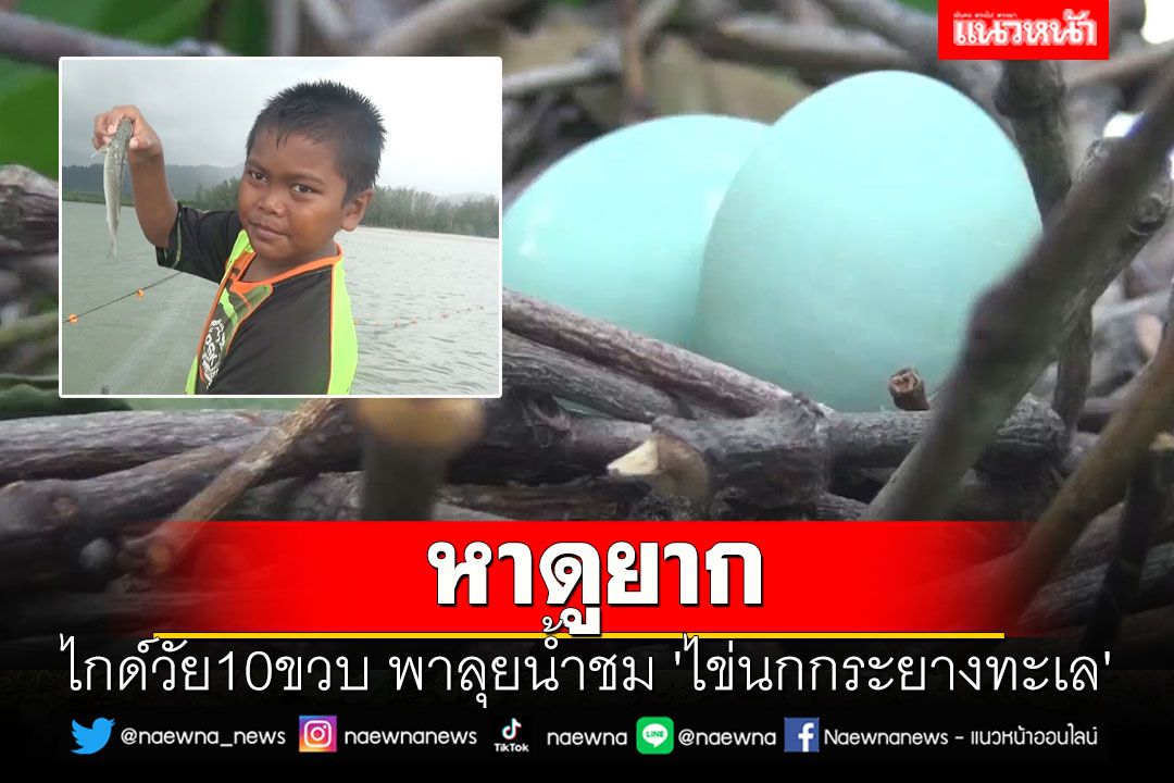 'น้องชอน' ไกด์วัย10ขวบ พาลุยน้ำชม 'ไข่นกกระยางทะเล'