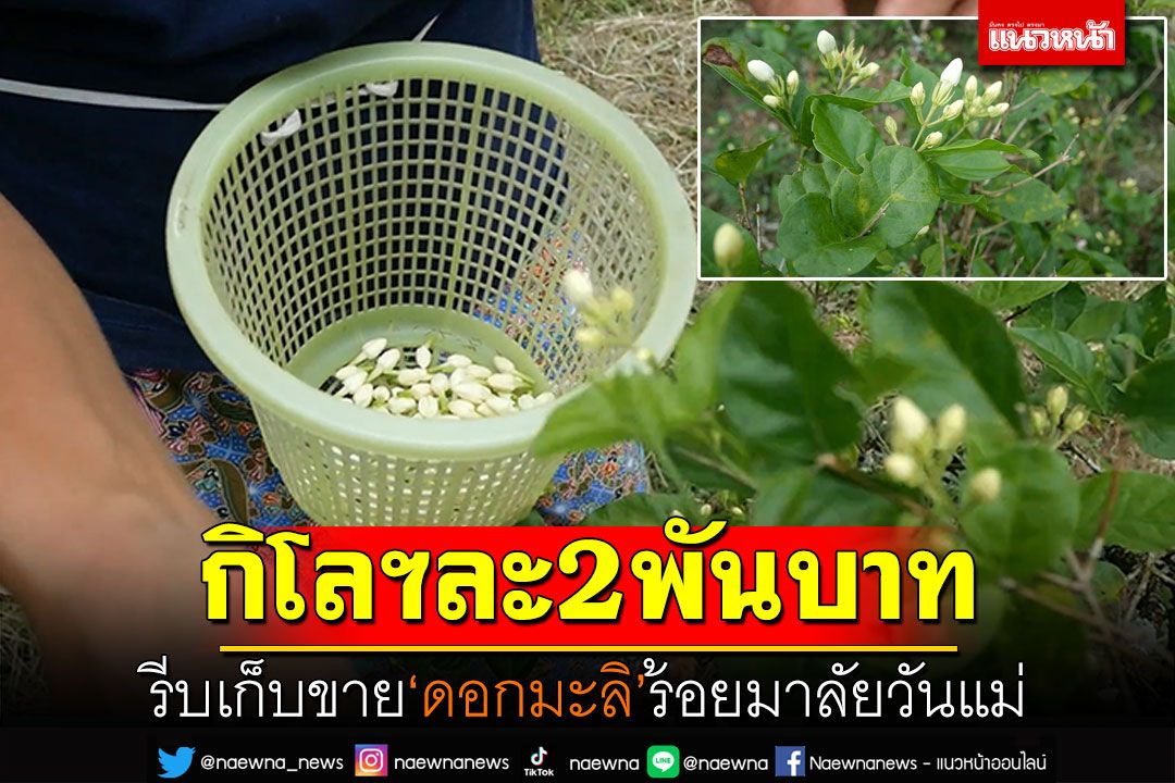 รีบเก็บขาย! 'ดอกมะลิ'ร้อยมาลัยวันแม่ ราคาพุ่งกก.ละ2พันบาท