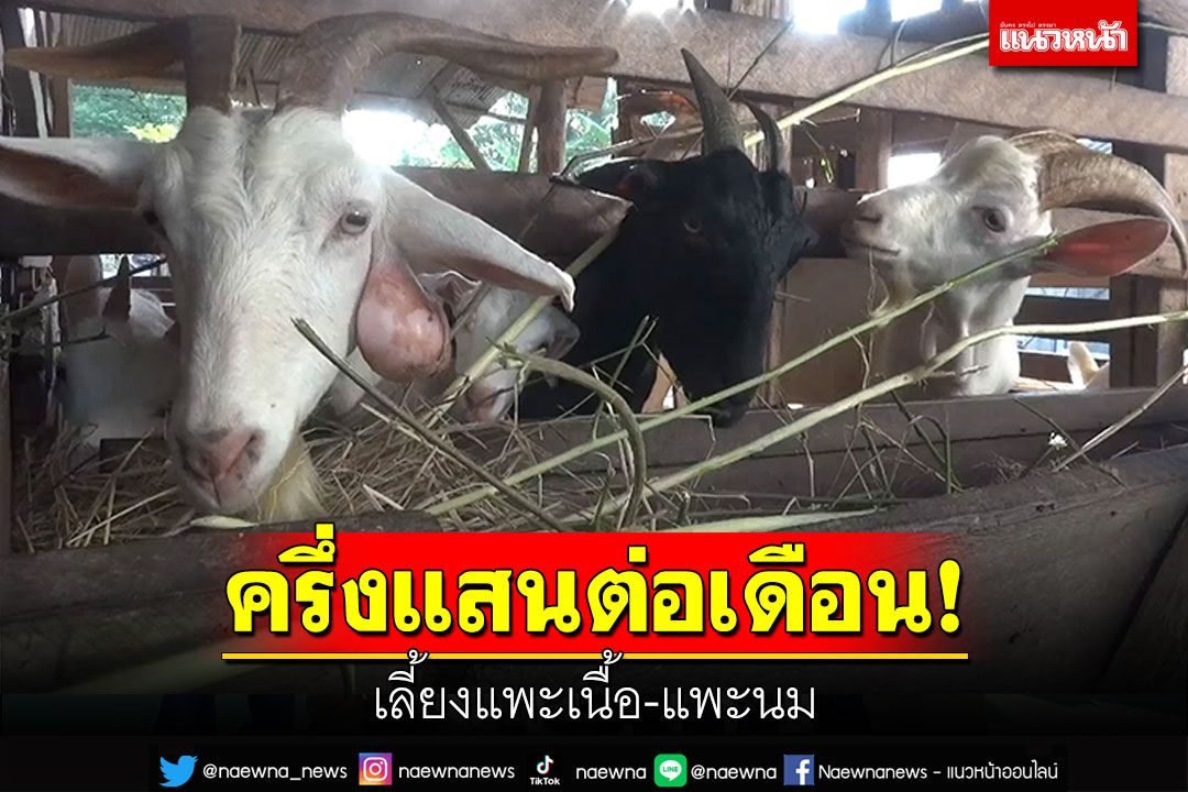 ครึ่งแสนต่อเดือน! เลี้ยงแพะเนื้อ-แพะนม แปรรูปผลิตภัณฑ์รายได้ดี