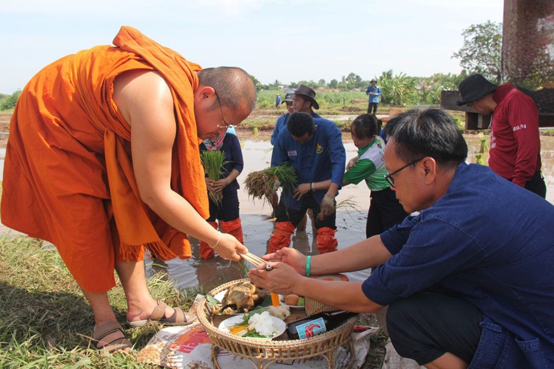 'วัดโนนงิ้ว'บุรีรัมย์จัดดำนาเฉลิมพระเกียรติ'วันแม่แห่งชาติ'
