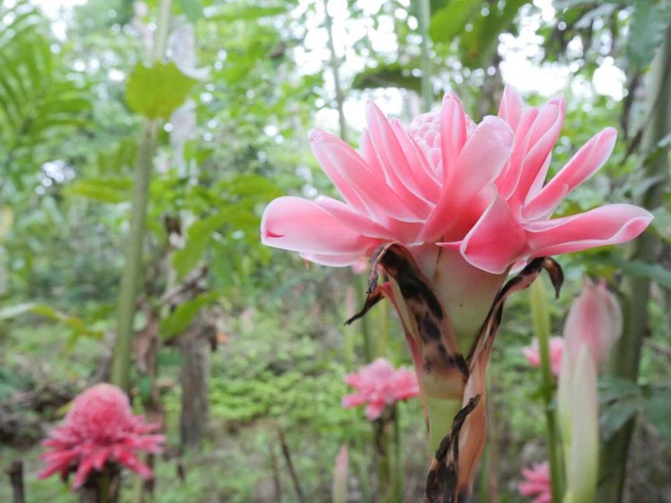 สกู๊ปพิเศษ : ‘ดาหลา’พืชเด่น‘ยุคโลกเดือด’  ช่วยสวนยางยั่งยืน สร้างรายได้-ความมั่นคงด้านอาหาร