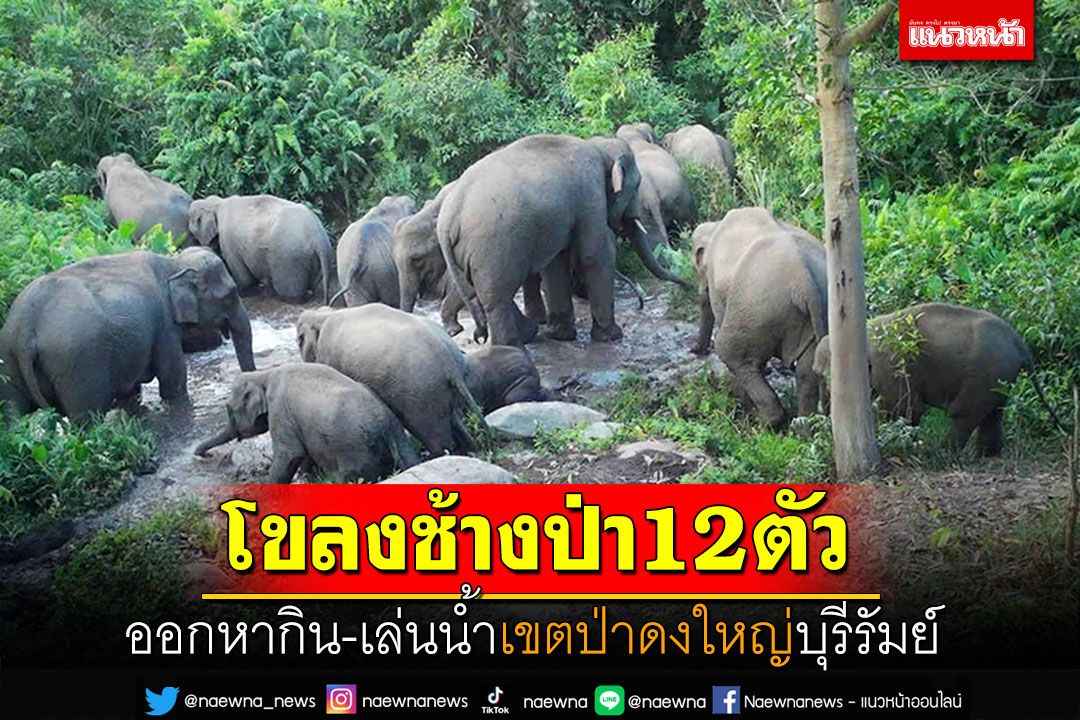 โขลงช้างป่า12ตัว ออกหากิน-เล่นน้ำ เขตป่าดงใหญ่บุรีรัมย์