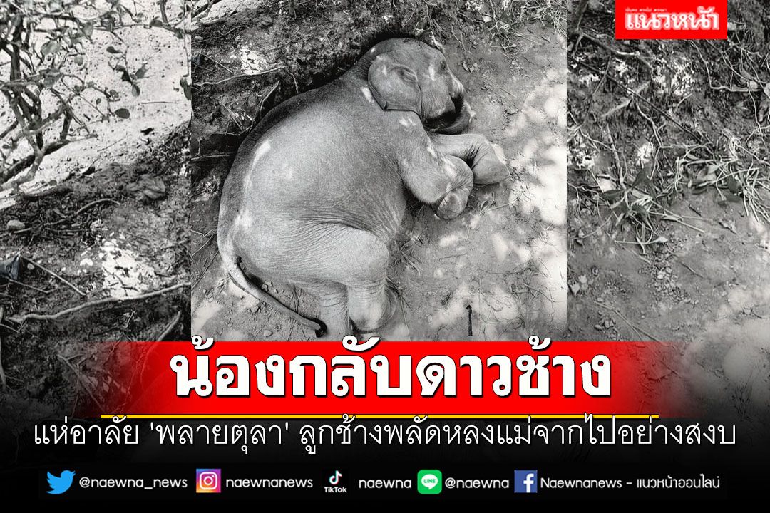 สุดเศร้า!! แห่อาลัย 'พลายตุลา' ลูกช้างพลัดหลงแม่จากไปอย่างสงบ