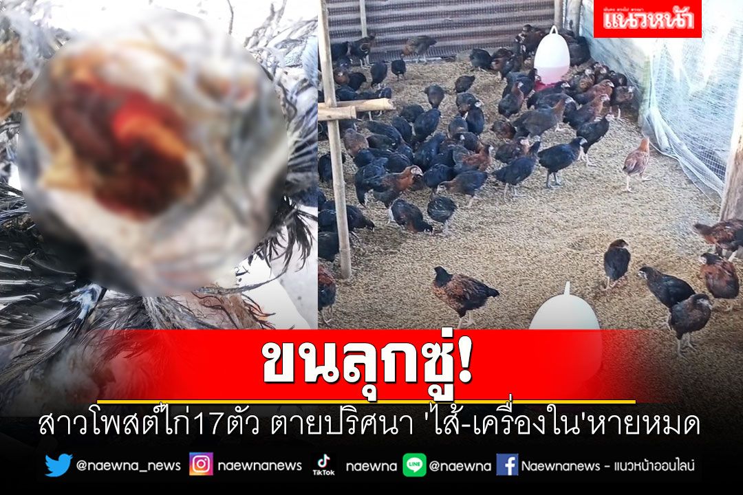 ขนลุกซู่! สาวโพสต์ไก่17ตัว ตายปริศนา 'ไส้-เครื่องใน'หายหมด หรือจะเป็นปอบ?