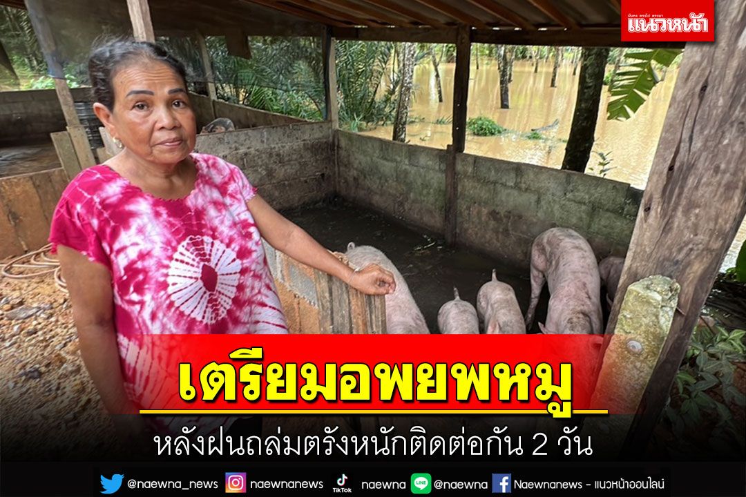 ฟาร์มหมูตรังจ่อย้ายหมูหนีน้ำท่วมครั้งที่ 2 ในรอบ 1 เดือนหลังฝนตกหนัก 2 วัน