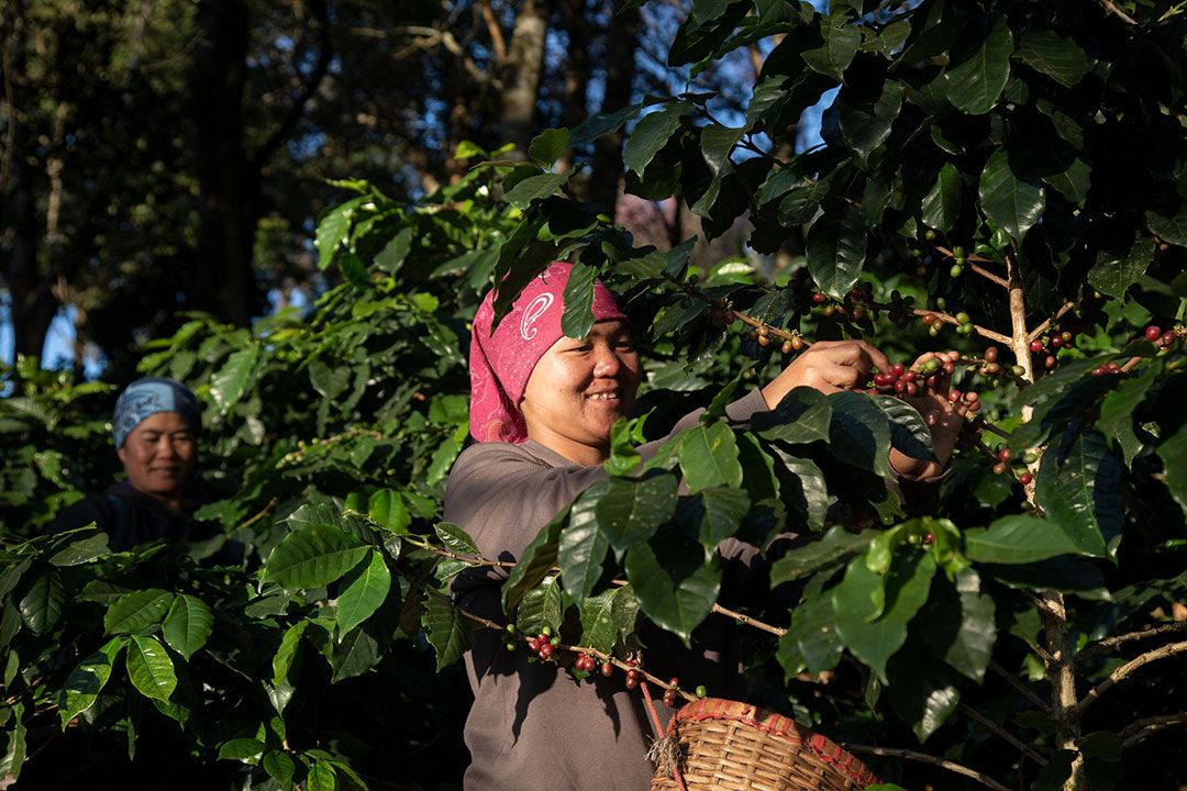 สวพส. โชว์ความสำเร็จโครงการพัฒนาพื้นที่สูงแบบโครงการหลวงแม่สลอง กับการพัฒนาพื้นที่สูงอย่างยั่งยืน