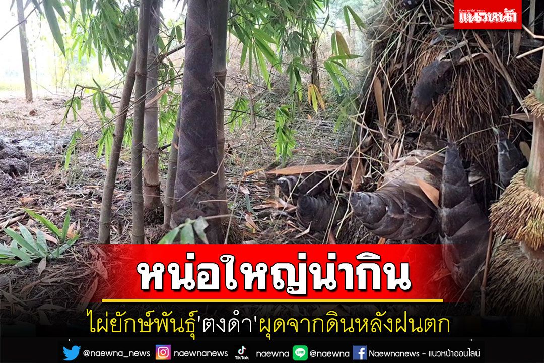 ฝนมาหน่อไม้ผุด! ชาวพะเยาออกขุดไผ่ยักษ์พันธุ์ 'ตงดำ' ปรุงอาหาร-ขายรายได้ดี