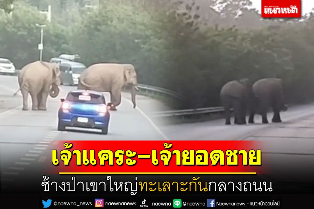 'เจ้าแคระ-เจ้ายอดชาย' ช้างป่าเขาใหญ่ทะเลาะกันกลางถนน รถยนต์ถอยหนีตั้งหลัก