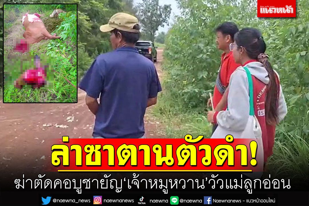 ตามล่า! ซาตานตัวดำ ฆ่าตัดคอบูชายัญ 'เจ้าหมูหวาน'วัวแม่ลูกอ่อน