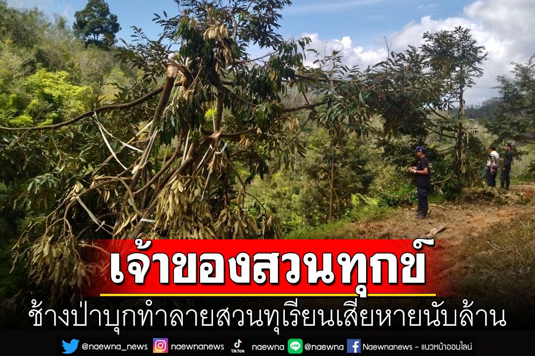 เจ้าของสวนระทม! ช้างป่าบุกทำลายสวนทุเรียน พ้อกำลังออกผลผลิตดีเสียหายนับล้าน