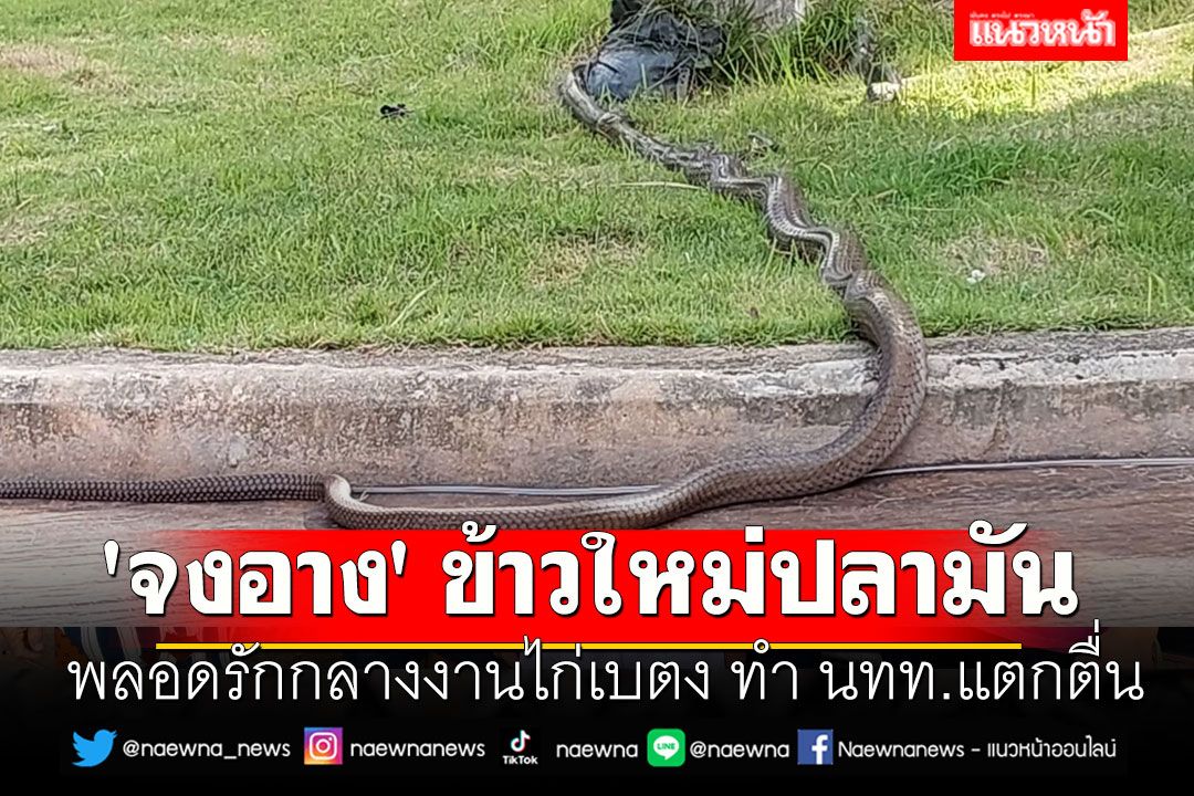 'จงอาง' ข้าวใหม่ปลามัน พลอดรักกลางงานไก่เบตง ทำ นทท.แตกตื่น
