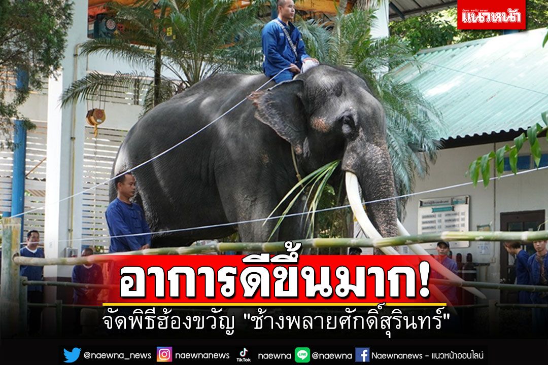 เรียกขวัญ'พลายศักดิ์สุรินทร์'อาการดีขึ้น เตรียมเปิดให้เยี่ยมชม29ส.ค.นี้