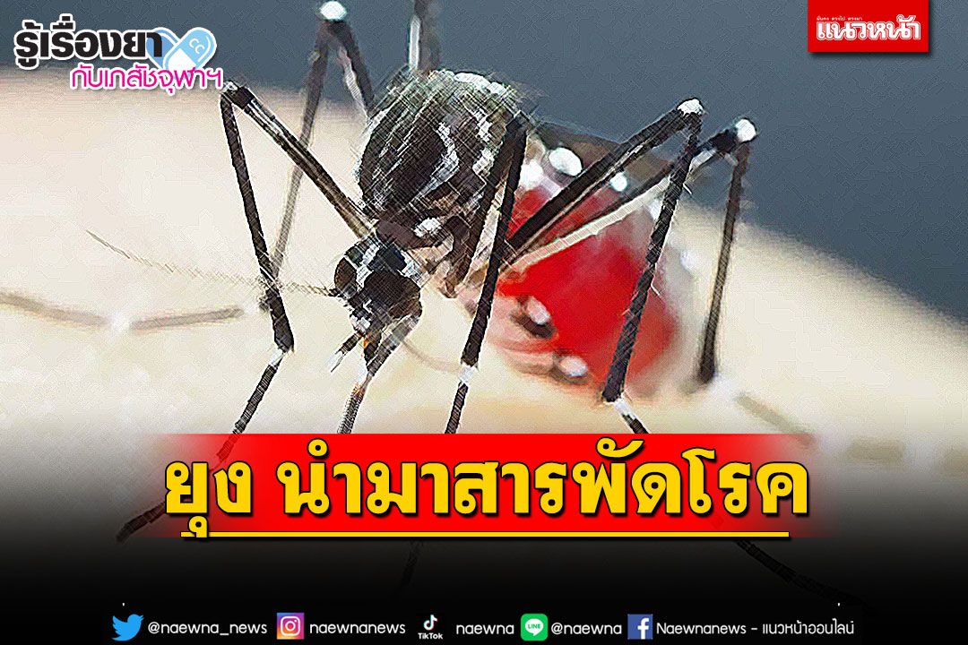 รู้เรื่องยากับเภสัชจุฬาฯ : ยุง นำมาสารพัดโรค