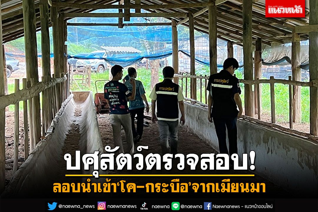 ปศุสัตว์รุดตรวจสอบ! ลอบนำเข้า'โค-กระบือ'จากเมียนมา ทางช่องทางธรรมชาติ