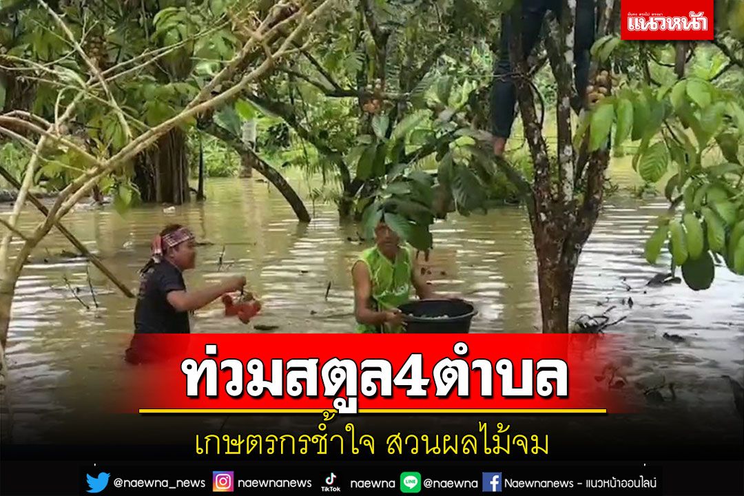 สตูลท่วมแล้ว 4 ตำบลเกษตรกรช้ำใจสวนผลไม้จมน้ำทั้งที่กำลังให้ผลผลิต