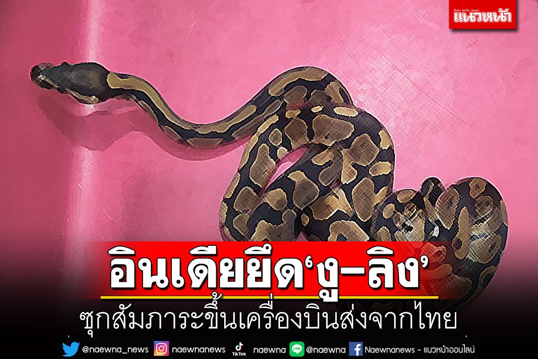 ศุลกากรอินเดียยึด'งู-ลิง'ซุกสัมภาระขึ้นเครื่องบินส่งจากไทย