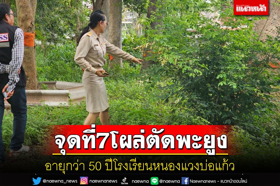 โผล่อีกตัดต้นพะยูงจุดที่ 7 โรงเรียนหนองแวงบ่อแก้วอายุกว่า 50 ปี 4 ต้น