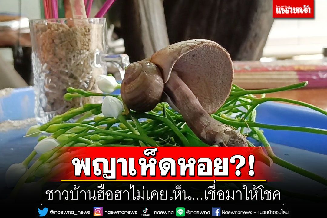 พญาเห็ดหอย?! ชาวบ้านฮือฮาไม่เคยเห็น เชื่อมาให้โชค