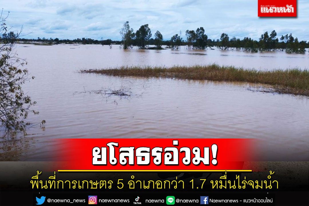 ยโสธรอ่วมน้ำท่วมพื้นที่การเกษตร 5 อำเภอกว่า 1.7 หมื่นไร่